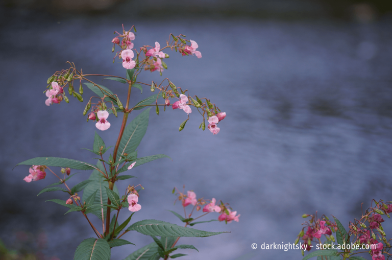 Indisches Springkraut