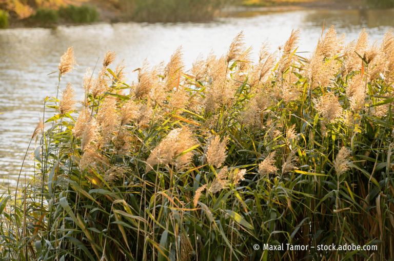 Schilfrohr am Fluss