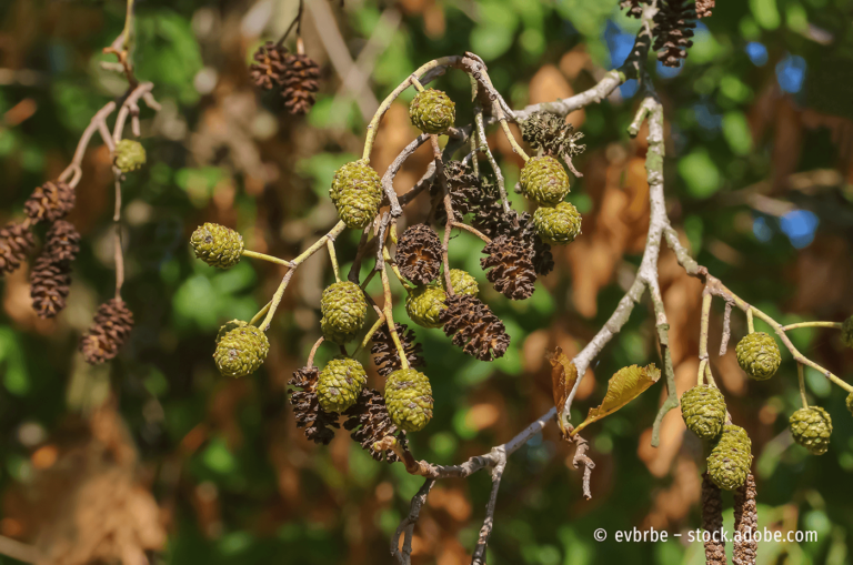 Schwarzerle (Alnus glutinosa)